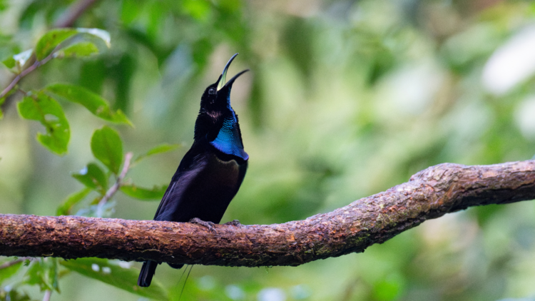 Magnficent Riflebird
