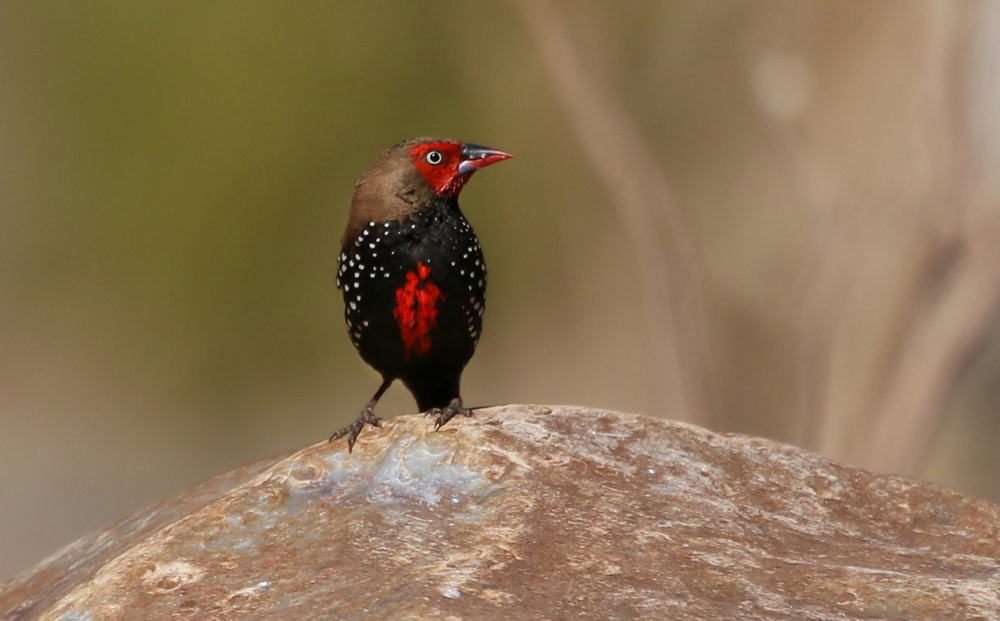 Painted finch