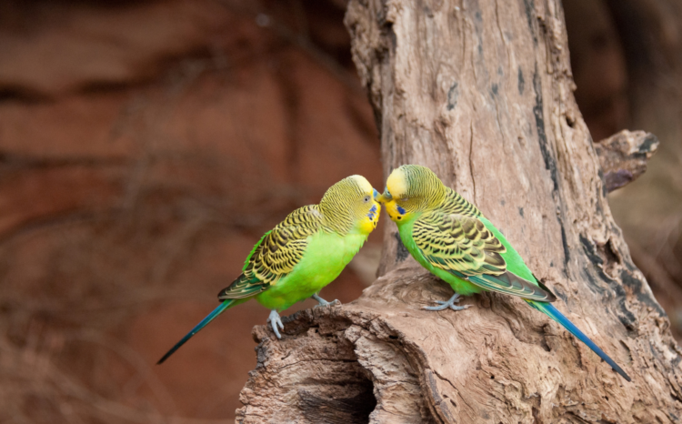 Budgerigar