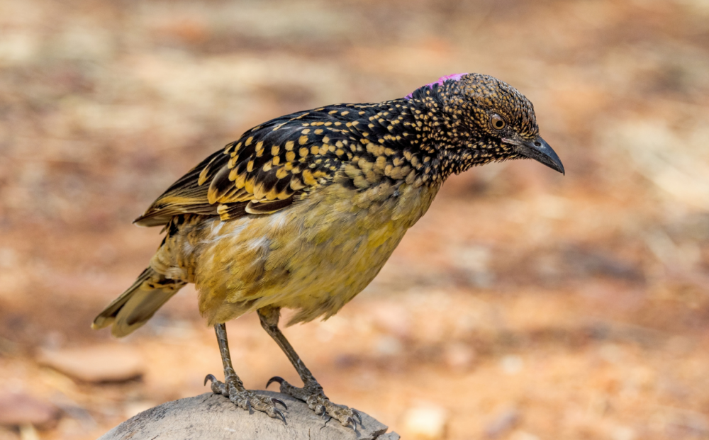 Western bowerbird