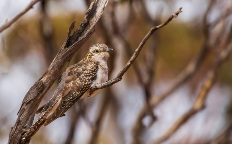 Pallid cuckoo