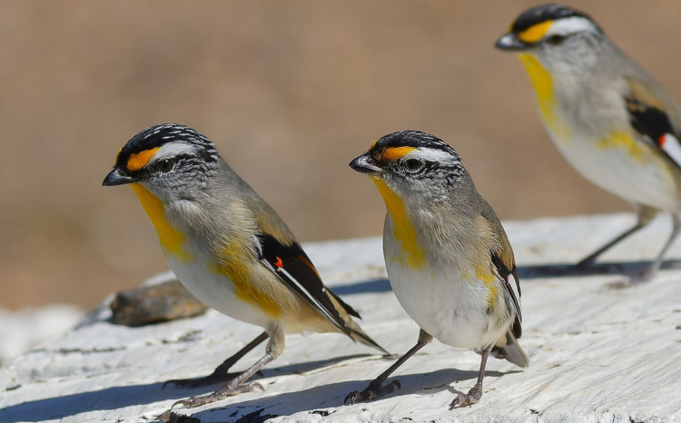 Striated pardalote