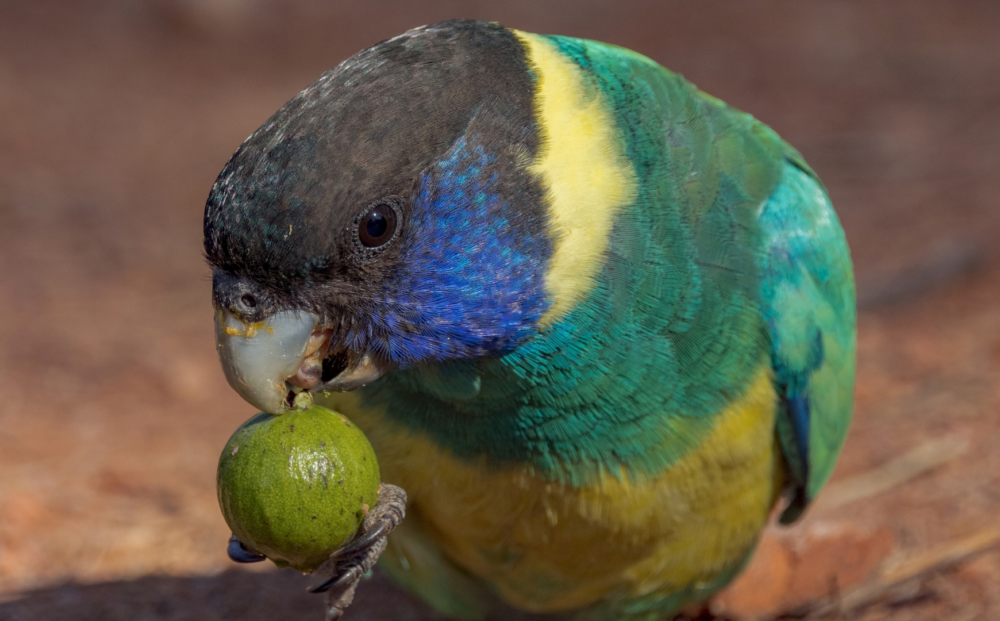Australian ringneck