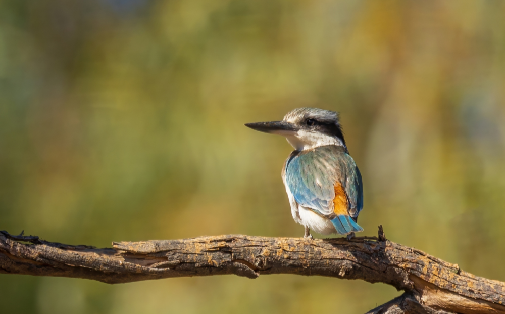 Red-backed kingfisher