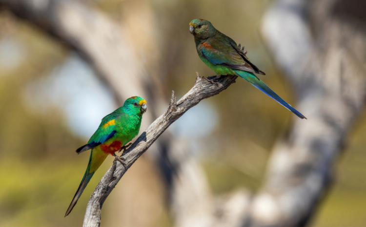 Mulga parrot