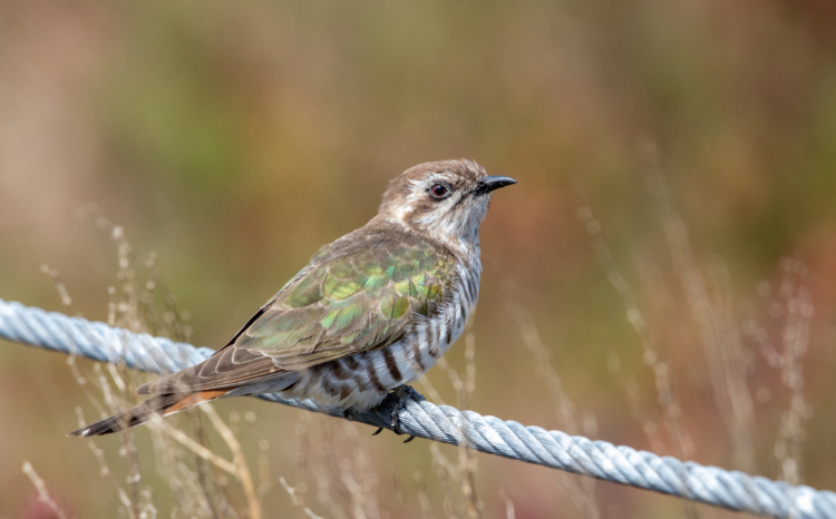 Bronze-cuckoo