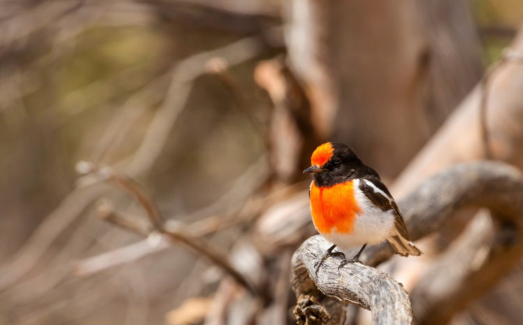 Red-capped robin