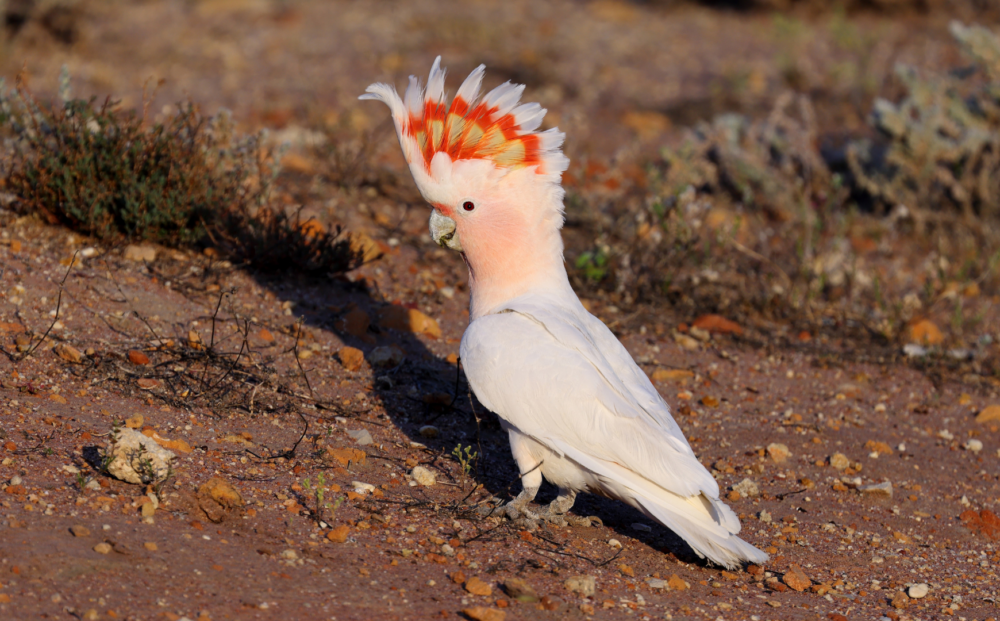 Pink cockatoo