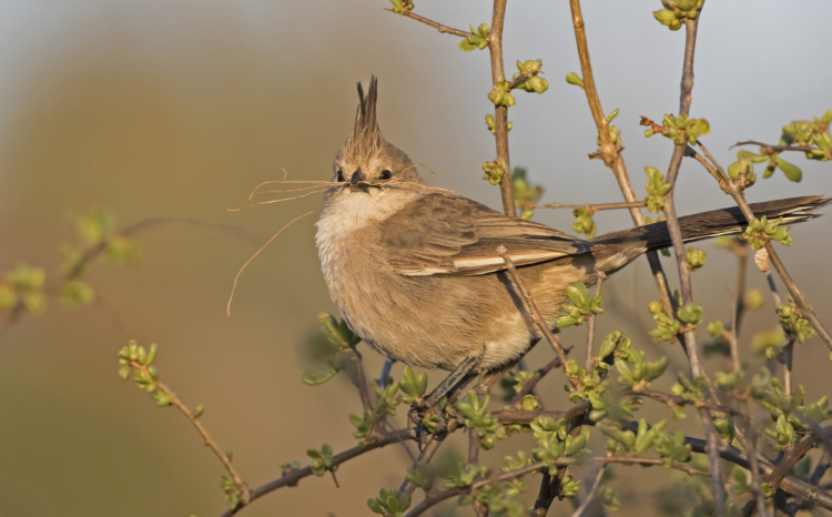 Chiming wedgebill