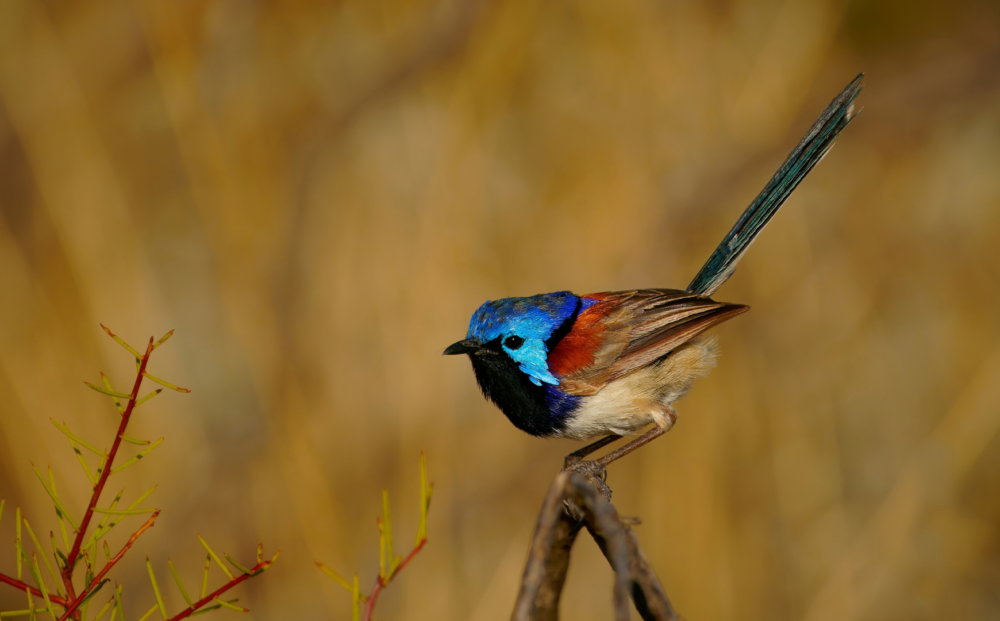 Purple-backed fairywren