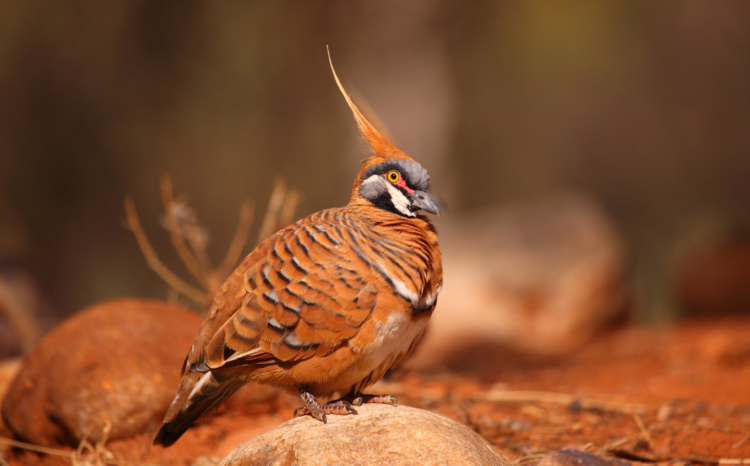Spinifex pigeon